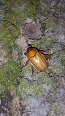 Pelidnota strigosa