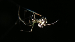 Leucauge argentina