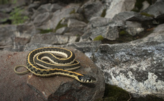 Thamnophis cyrtopsis