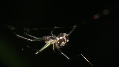 Leucauge argentina