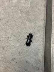 Scarites subterraneus