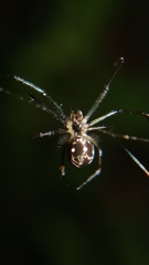 Leucauge argentina