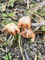Armillaria ostoyae