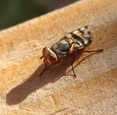 Ceroxys