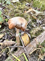 Armillaria ostoyae