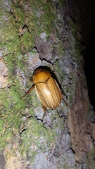 Pelidnota strigosa
