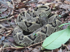 Crotalus tzabcan