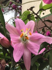 Passiflora tarminiana