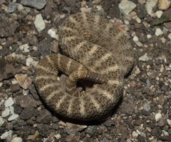 Crotalus tigris