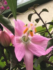 Passiflora tarminiana