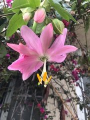 Passiflora tarminiana