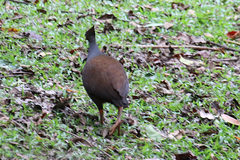 Megapodius reinwardt