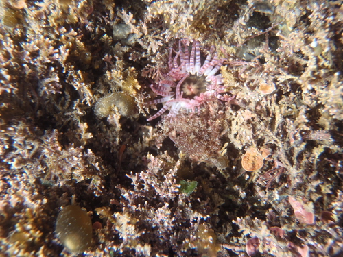 Anthopleura rosea