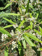 Pimelea axiflora