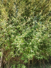Pimelea axiflora