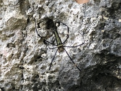 Nephila pilipes