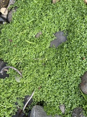 Callitriche stagnalis