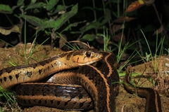 Thamnophis scalaris