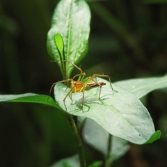 Oxyopes