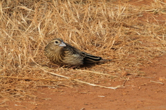 Euplectes progne progne