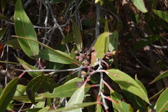 Eucalyptus umbra