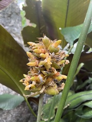 Goeppertia majestica