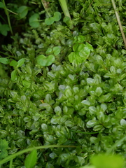 Rhizomnium pseudopunctatum