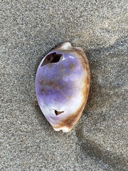 Lyncina vitellus