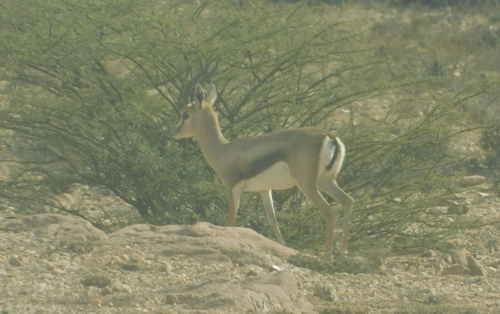 Speke's Gazelle