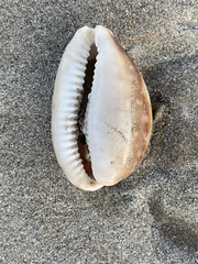 Lyncina vitellus
