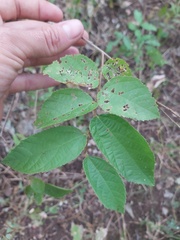 Grewia caffra
