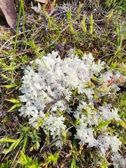 Pulchrocladia retipora