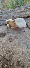 Pleurotus populinus