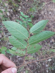 Grewia caffra