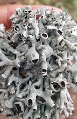 Hypogymnia imshaugii