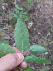 Grewia caffra