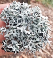 Hypogymnia imshaugii