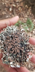 Hypogymnia imshaugii