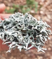 Hypogymnia imshaugii