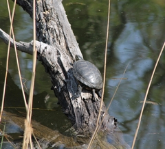 Emys orbicularis orbicularis