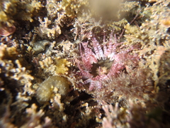 Anthopleura rosea