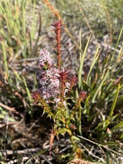 Sprengelia incarnata