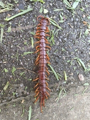 Scolopendra dehaani