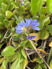 Scaevola calendulacea