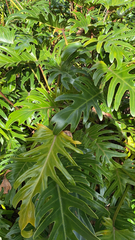 Thaumatophyllum xanadu