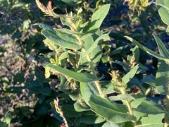 Arctostaphylos andersonii