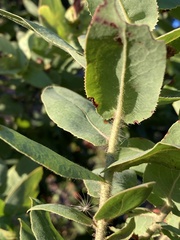Arctostaphylos andersonii