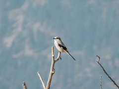 Lanius borealis