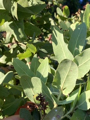 Arctostaphylos andersonii