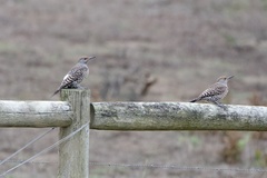 Colaptes auratus cafer